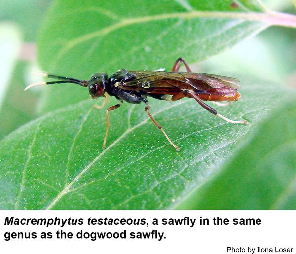 A sawfly very similar to the dogwood sawfly.